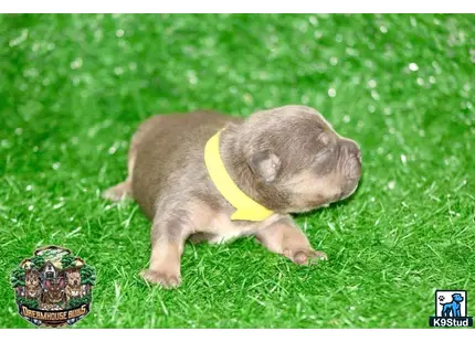 a small pig wearing a yellow collar